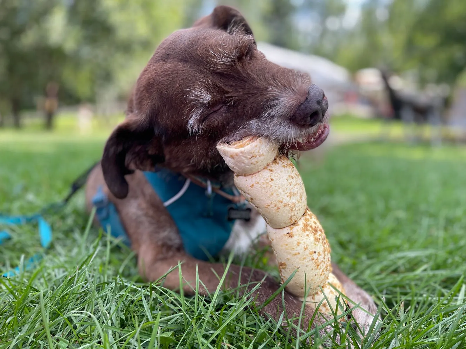 Chien brun mâchant un gros os dans l’herbe