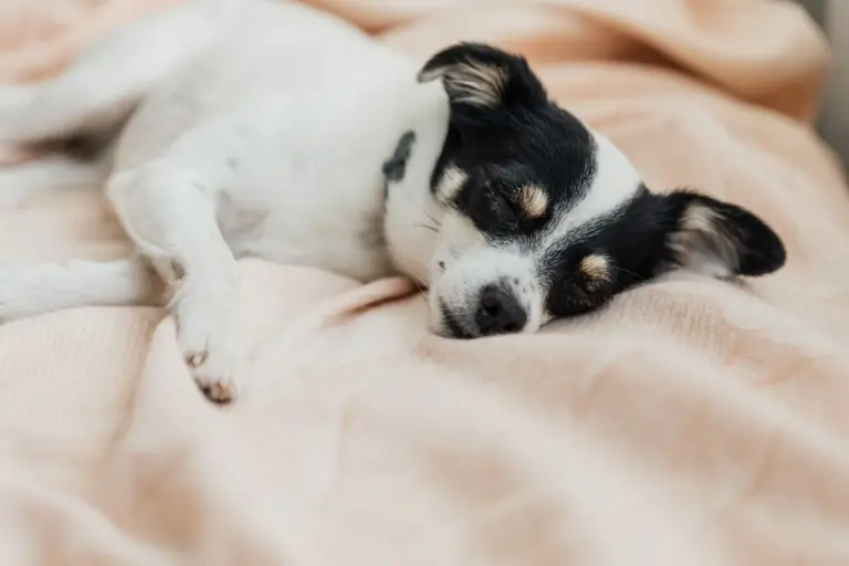 Petit chien dormant paisiblement sur un couchage moelleux