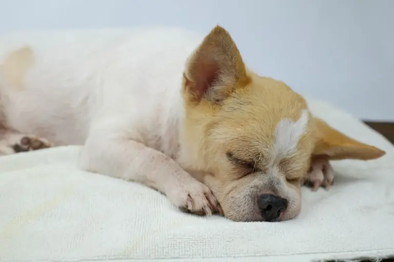 Petit chihuahua dormant sur une couverture blanche moelleuse