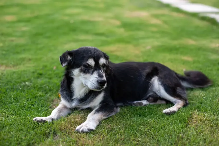 Chien allongé paisiblement sur l’herbe