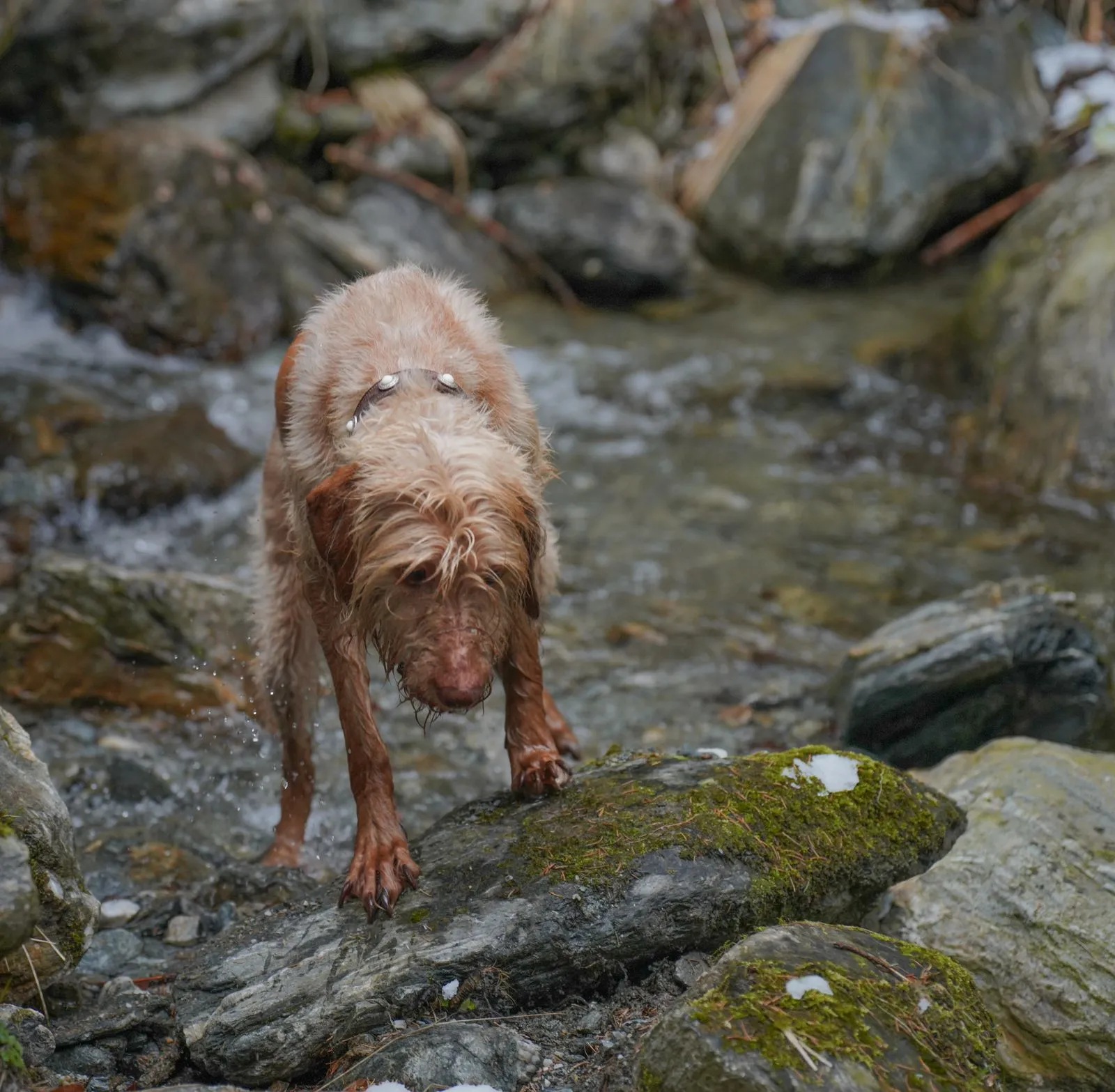 Chien marchant sur des rochers dans un ruisseau