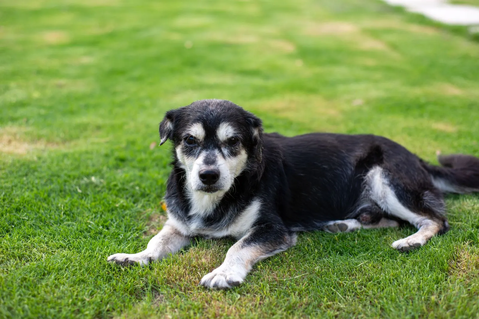 Chien âgé noir et blanc se reposant sur une pelouse