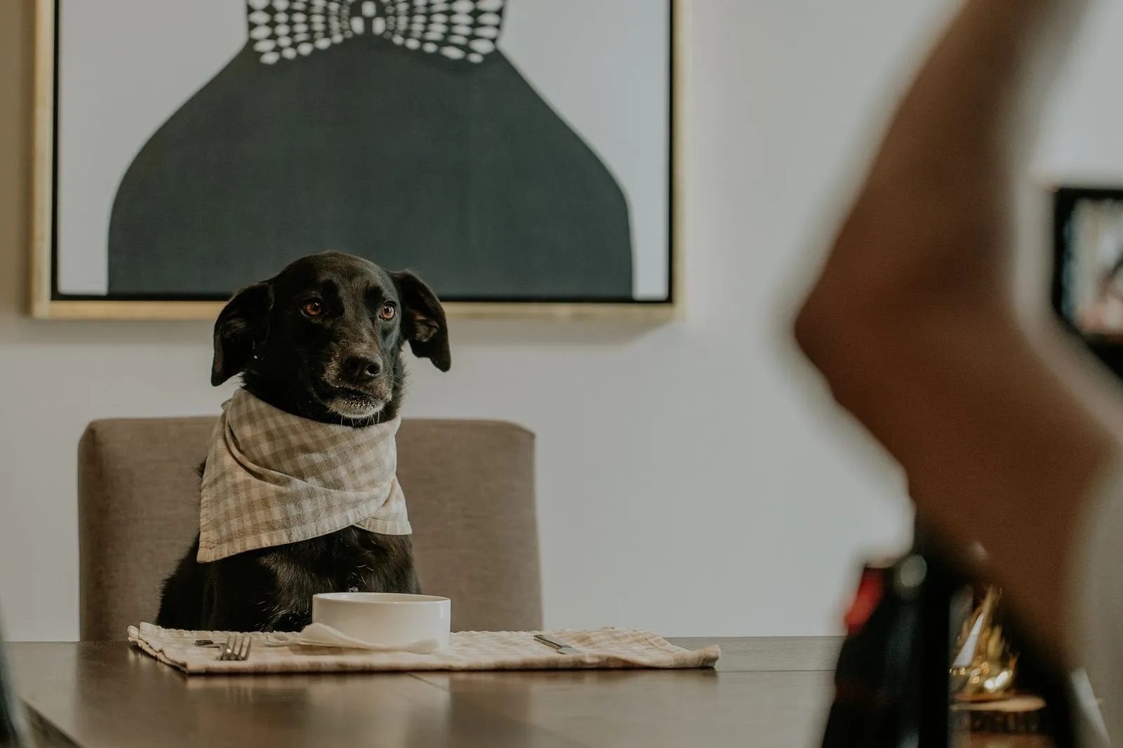 Chien portant une serviette, attablé pour un repas