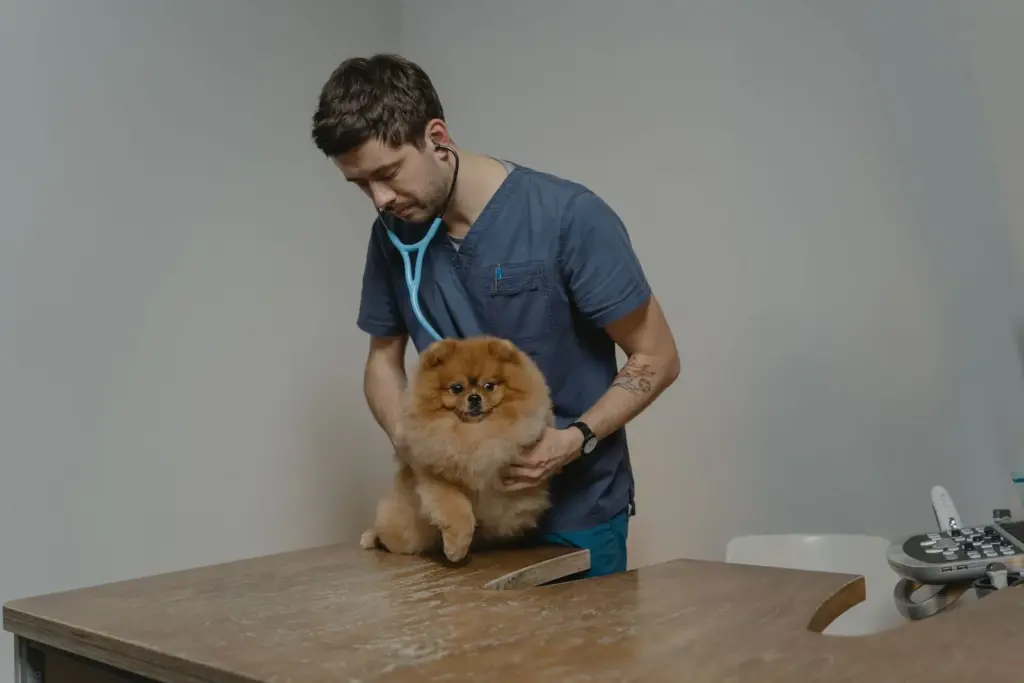 Vétérinaire auscultant un chien au stéthoscope en clinique