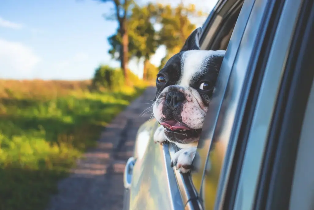 Chien passant la tête à la fenêtre d’une voiture lors d’un trajet