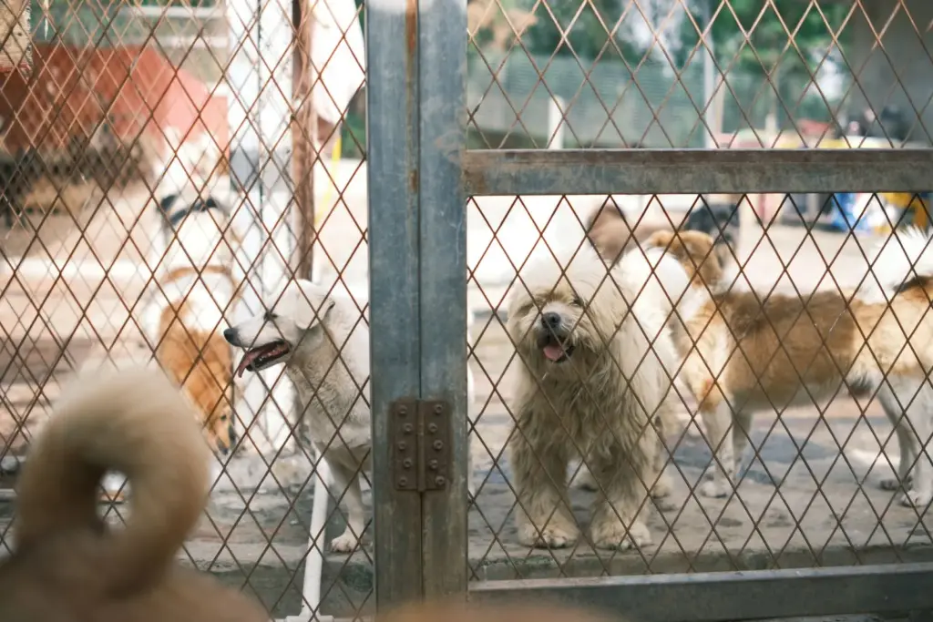 Groupe de chiens derrière une clôture dans un espace extérieur