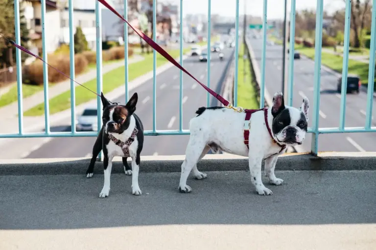 Deux petits chiens en laisse sur un pont en ville