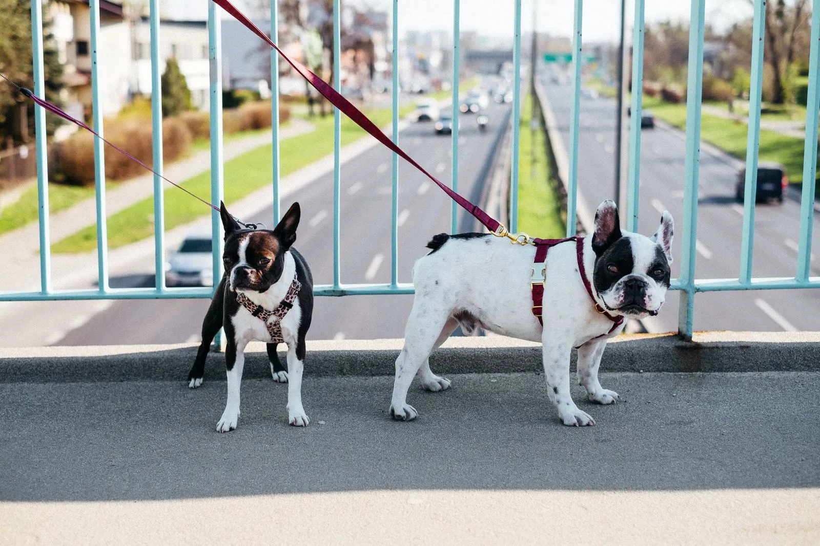 Deux petits chiens en laisse sur un pont en ville