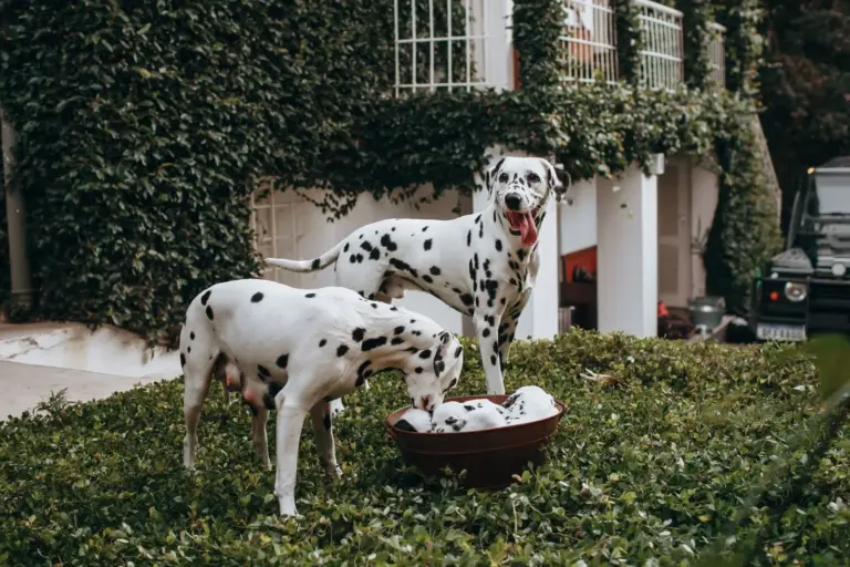Chiens jouant dans un jardin verdoyant devant une maison