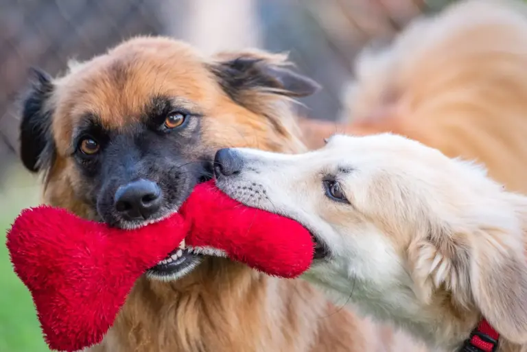 Deux chiens jouant au tir à la corde avec un jouet rouge en plein air