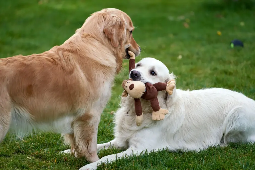 Deux golden retrievers jouant avec un jouet en peluche sur l’herbe