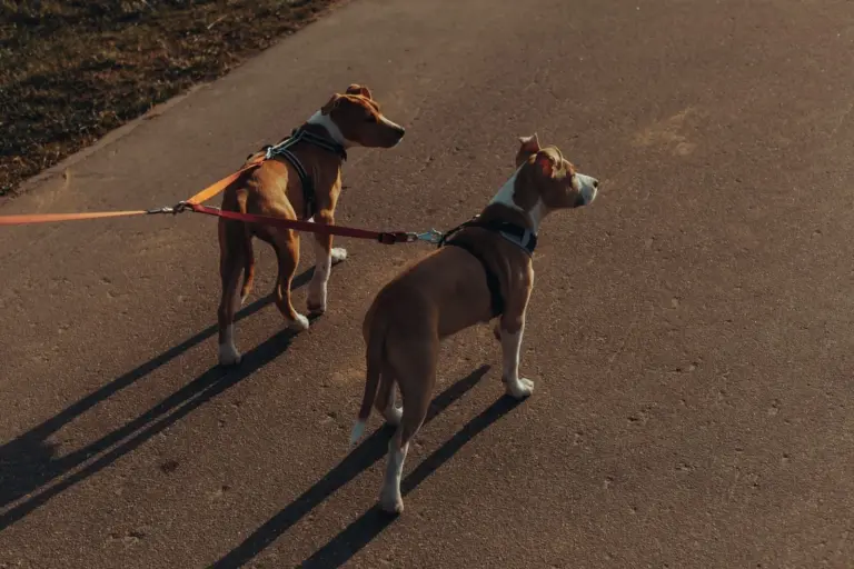Deux terriers en laisse sur une allée de parc