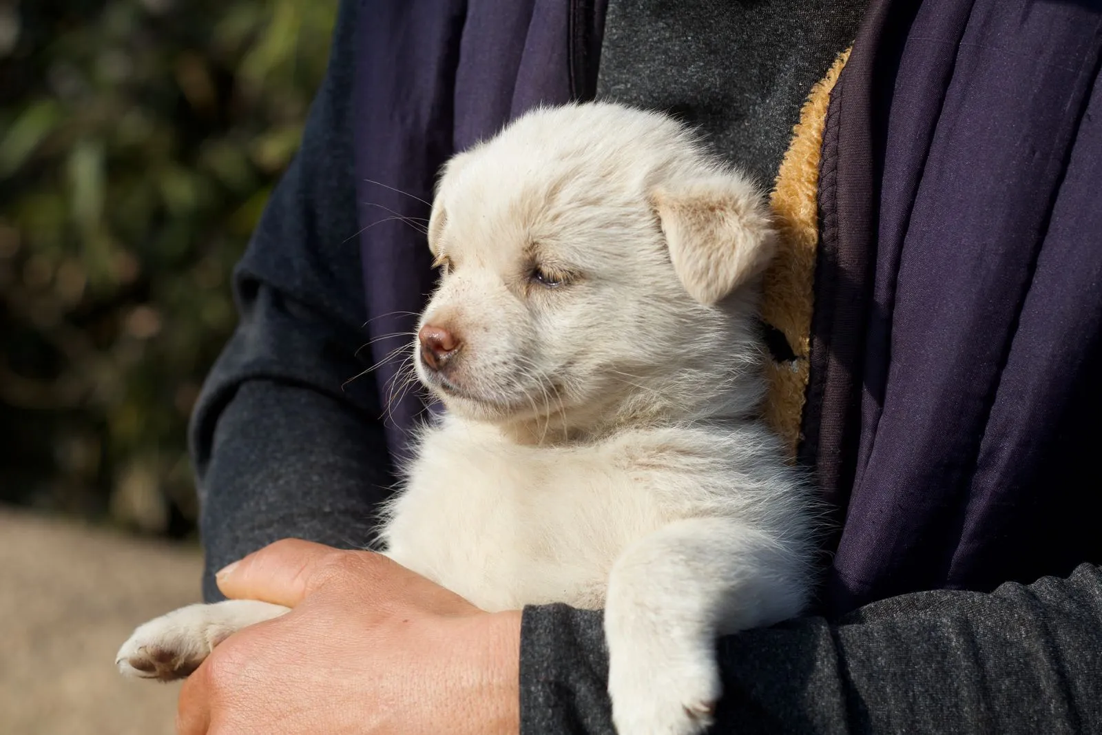 Chiot blanc tenu délicatement dans des mains en extérieur