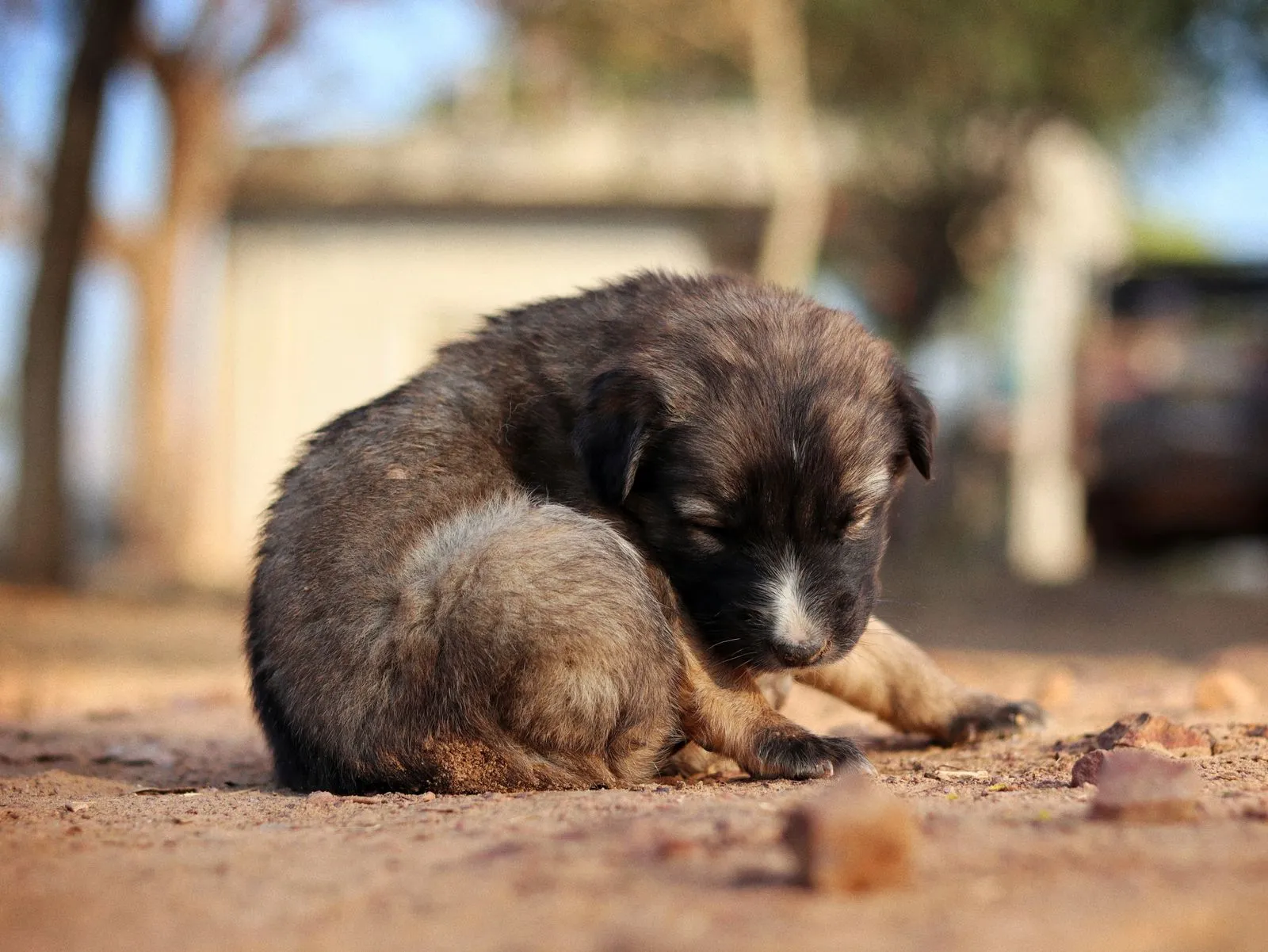 Chiot dormant paisiblement en extérieur au soleil