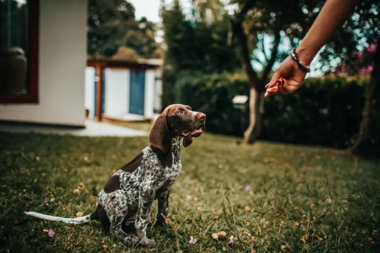 Chiot recevant une friandise de la main de son maître en extérieur