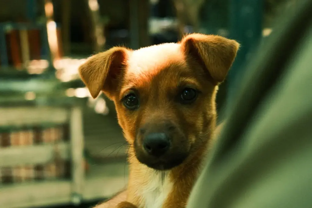 Chiot brun aux yeux vifs dans un intérieur chaleureux
