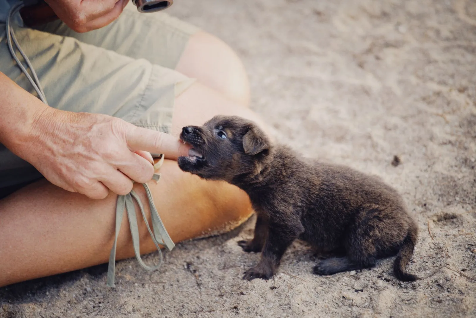 Chiot mordillant un doigt lors d’un jeu
