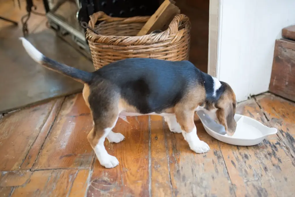 Chiot beagle mangeant son repas à l’intérieur