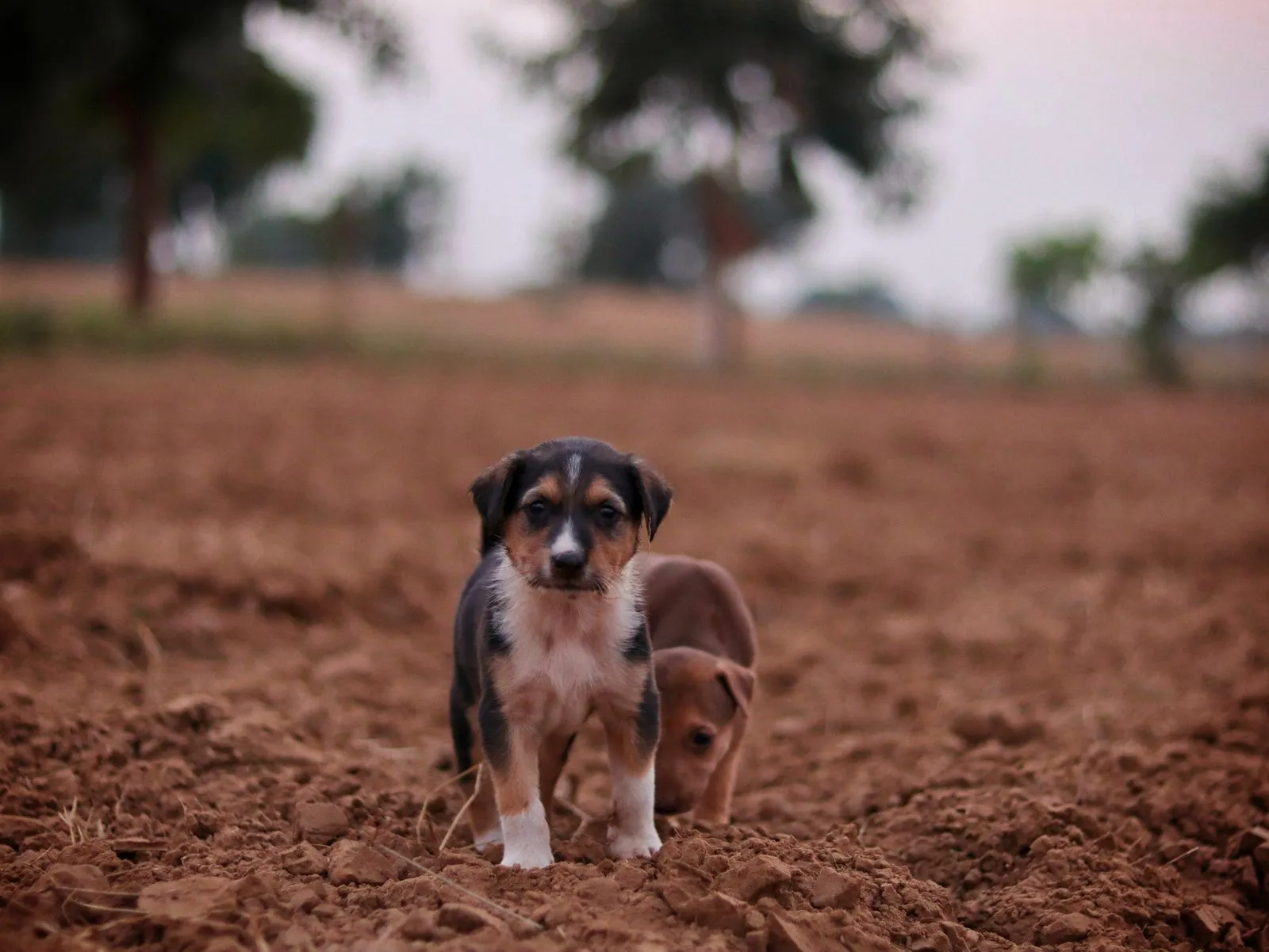 Deux chiots explorant un champ ouvert