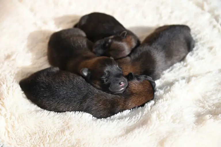 Chiots endormis sur une couverture blanche moelleuse