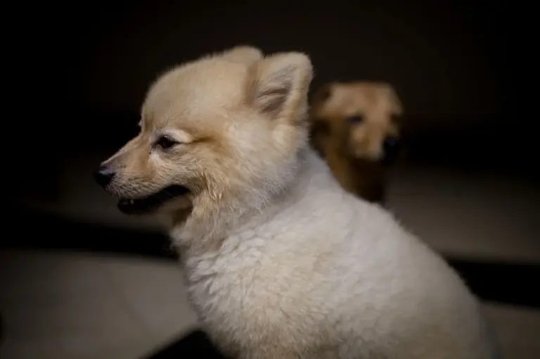 Deux chiots au poil doux assis à l’intérieur