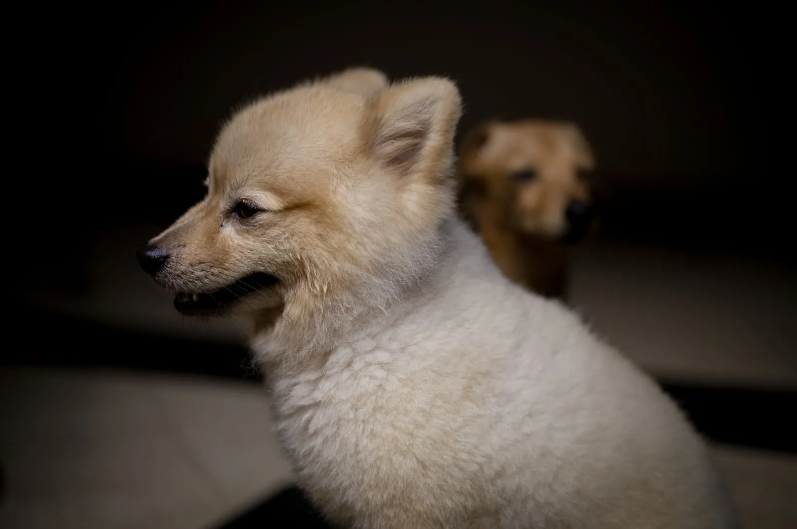Deux chiots au poil doux assis à l’intérieur