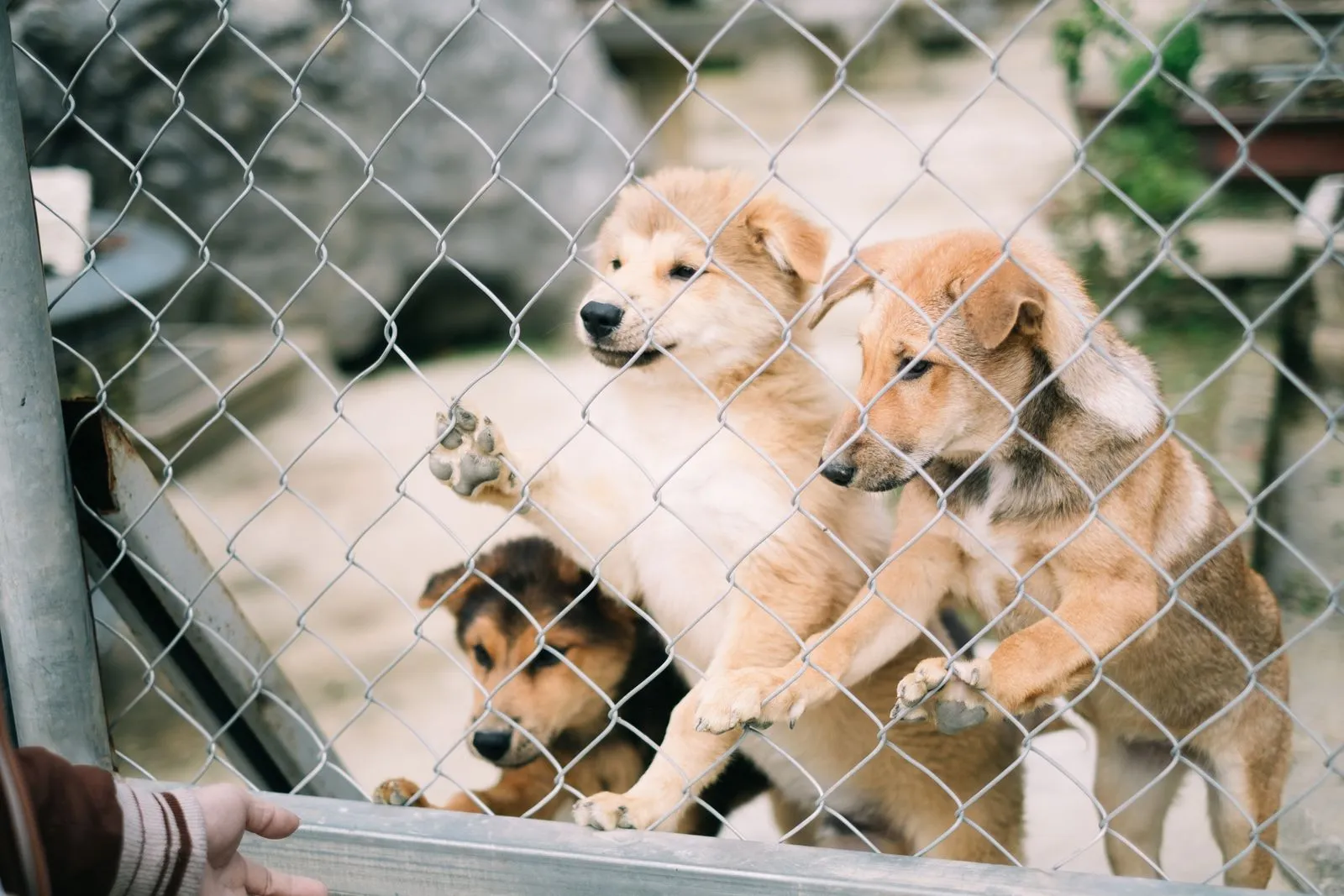 Chiots derrière une clôture attendant l’adoption
