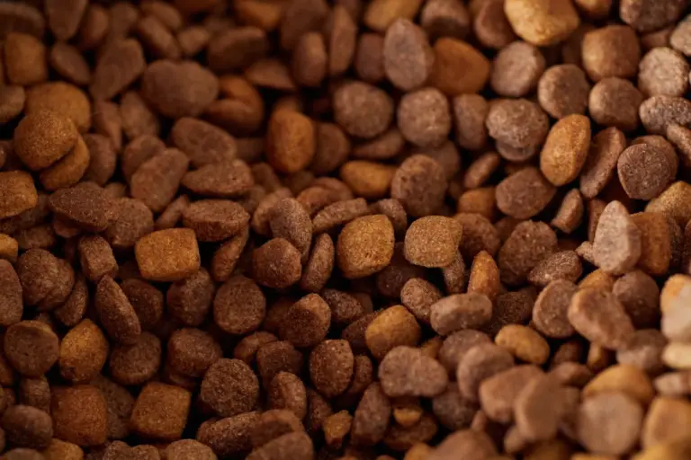 Croquettes sèches pour chien, gros plan appétissant