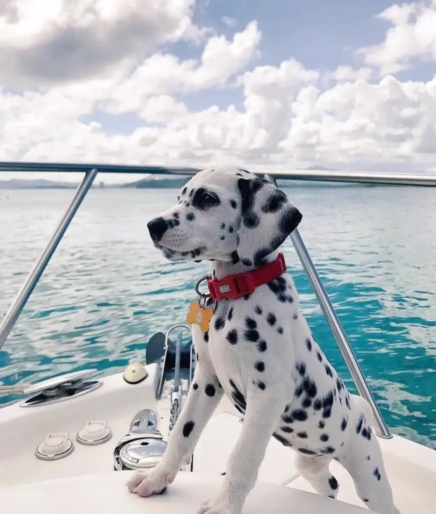 Chiot dalmatien assis à l’avant d’un bateau devant une mer turquoise