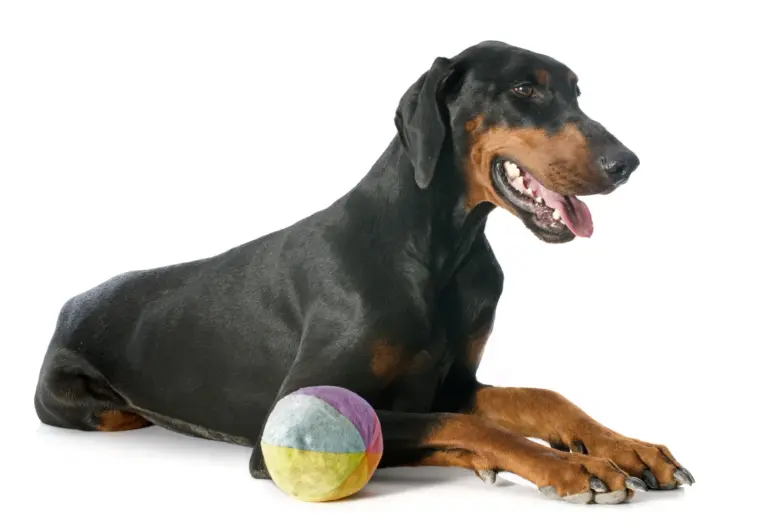 Doberman adulte aux oreilles naturelles couché avec une balle