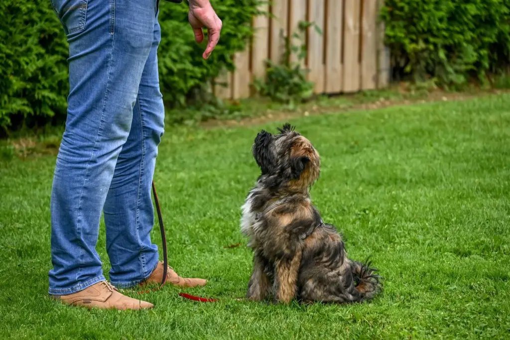 Chien assis attentif pendant une séance d’éducation en extérieur