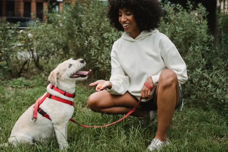 Maître apprenant des ordres à son chien avec des friandises dans un parc