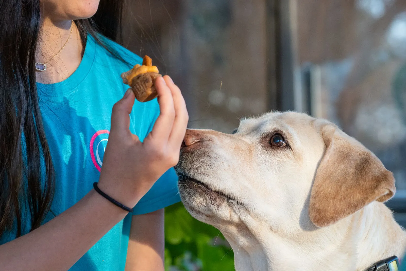 Labrador concentré sur une friandise tenue par son maître