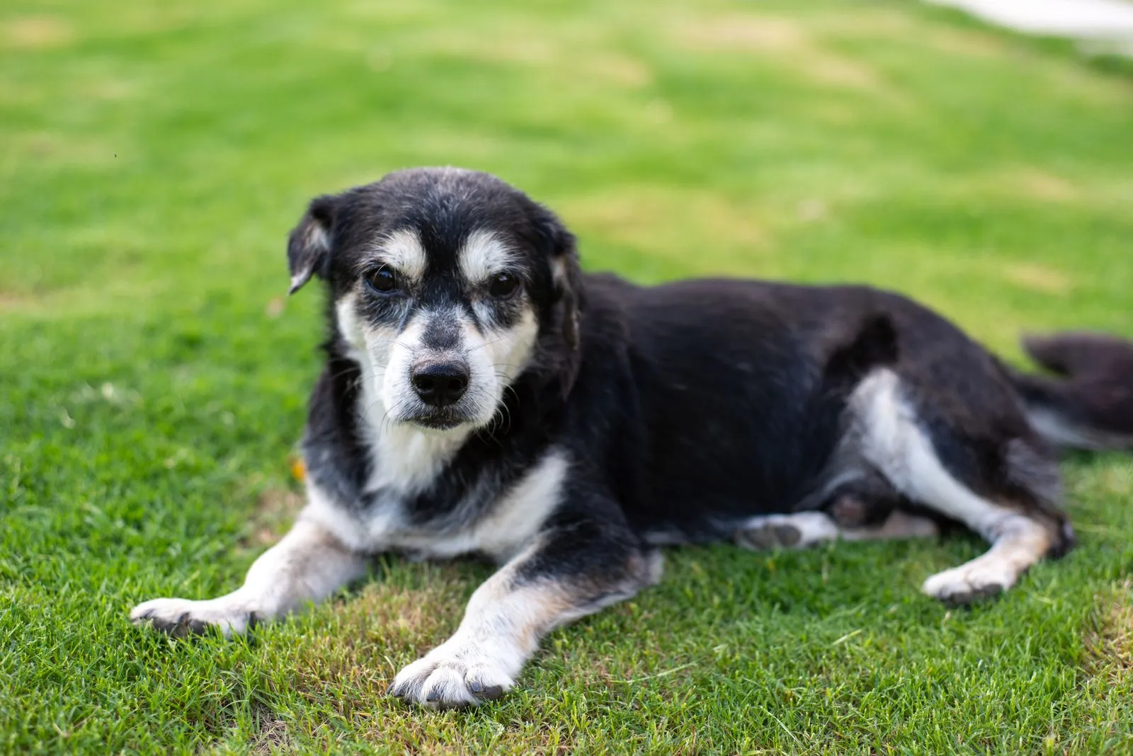 Chien senior se reposant sur une pelouse ensoleillée