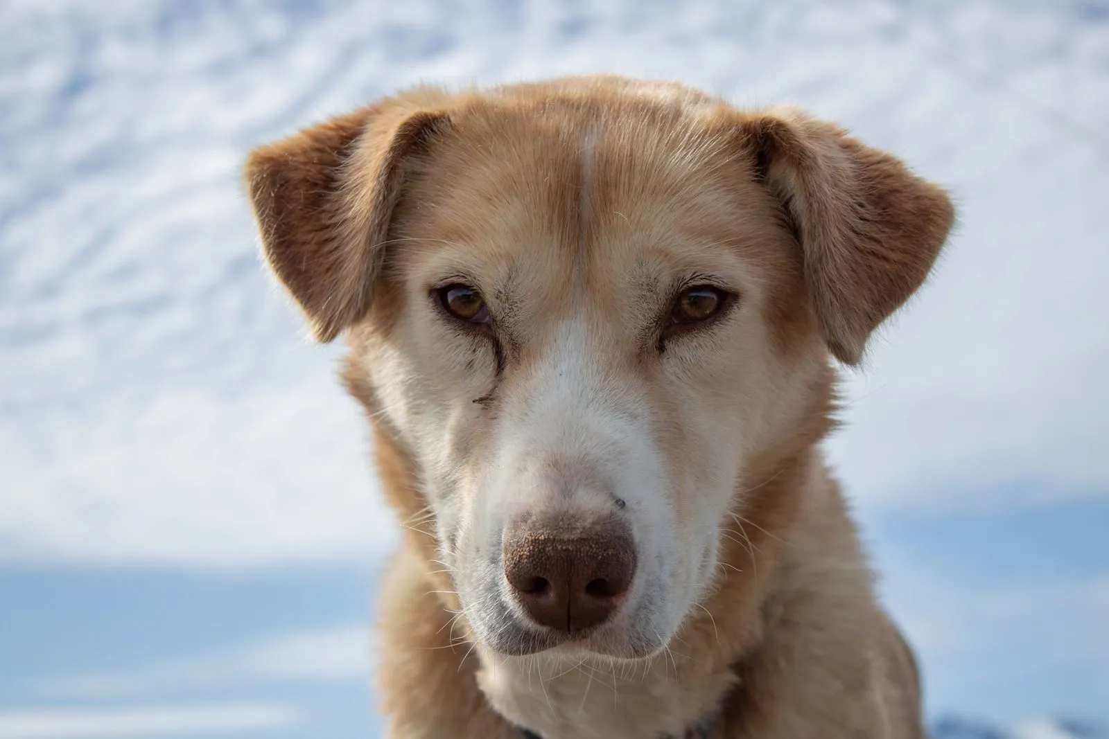 Gros plan du visage expressif d’un chien en extérieur