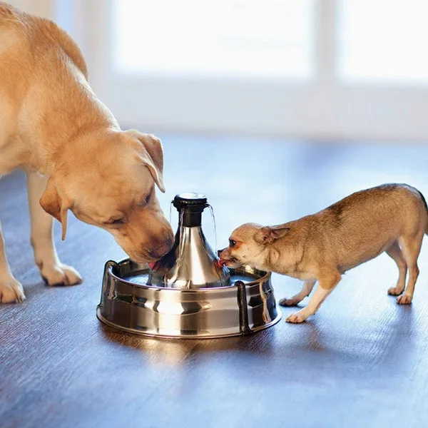Fontaine à eau PetSafe Drinkwell 360 en inox