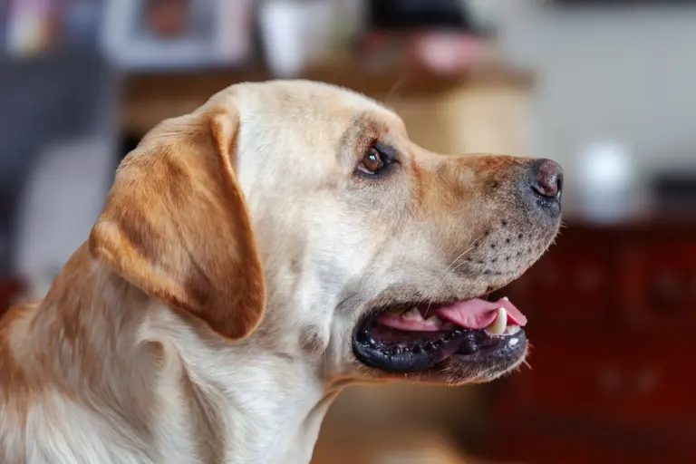 Labrador Retriever assis à l’expression attentive