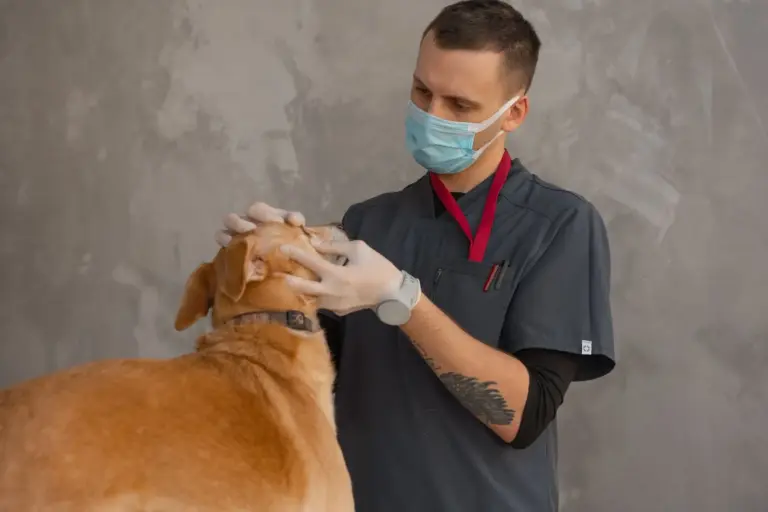 Vétérinaire examinant un chien en clinique