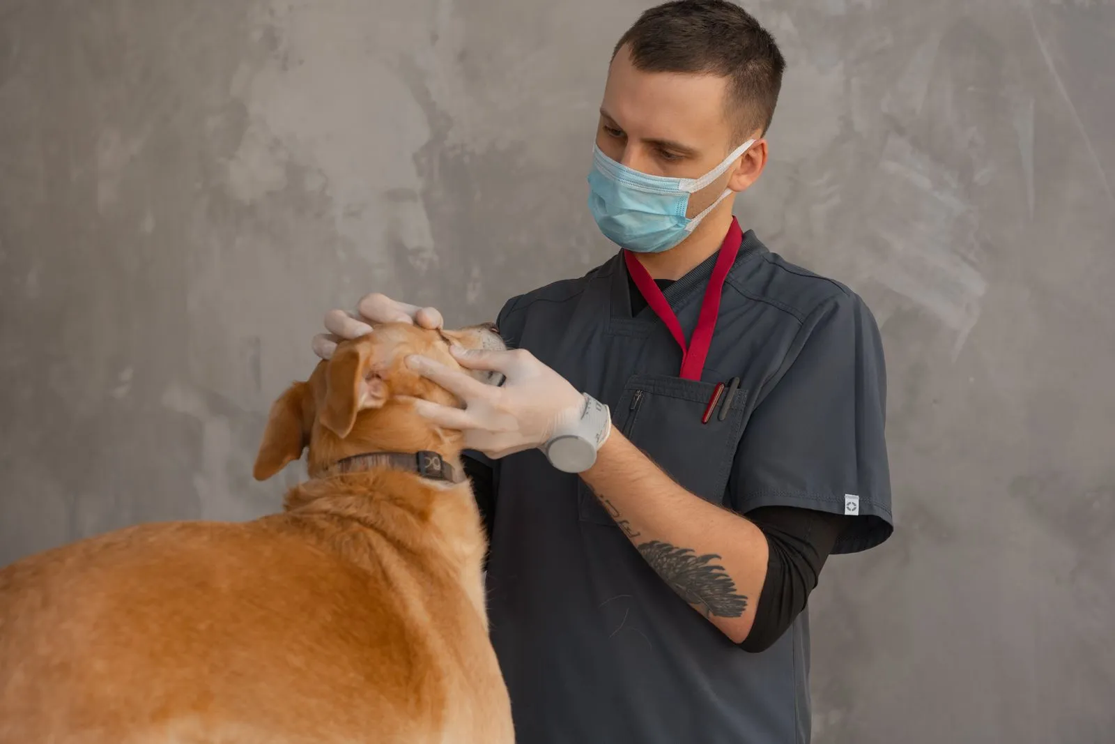 Vétérinaire examinant un chien en clinique