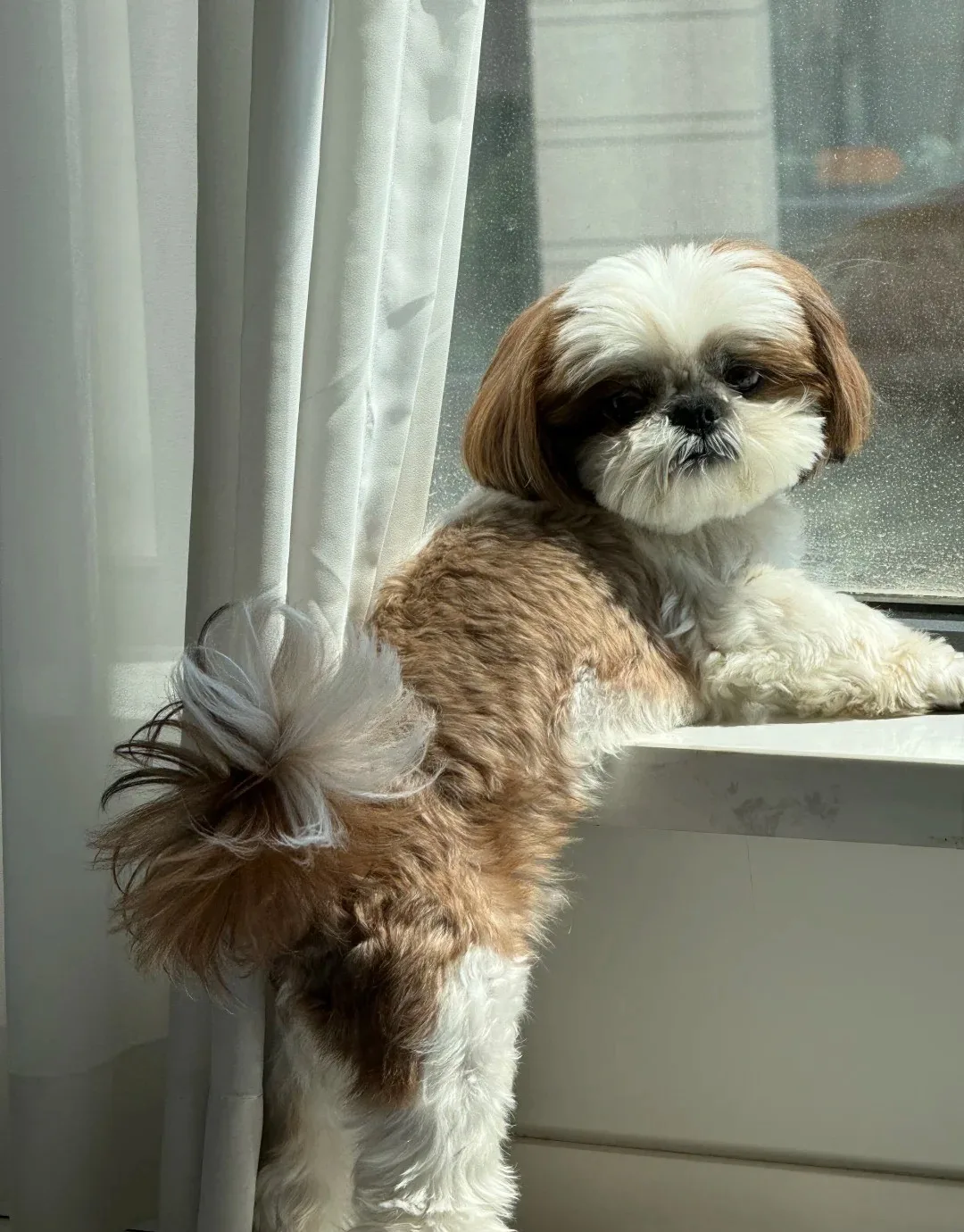 Shih Tzu au poil long à la fenêtre