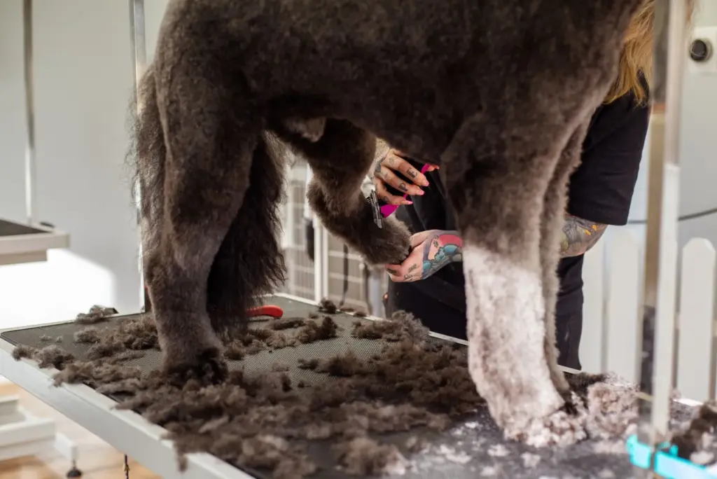 Toiletteur taillant le poil d’un grand chien avec des outils de toilettage
