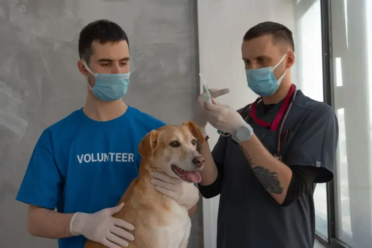 Vétérinaire administrant une injection à un chien