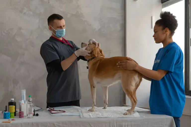Vétérinaire et assistante examinant un chien